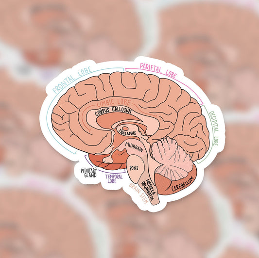 Labeled Brain Diagram 