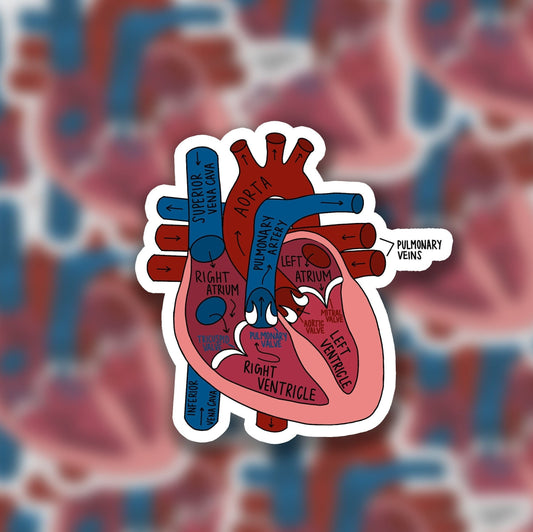 Labeled Heart Diagram 